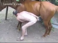 Horny homo copulates with a mustang
